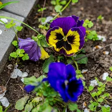 Purple and yellow pansy flowers growing in soil. related to The Ultimate Guide to Choosing the Best Soil for Raised Beds