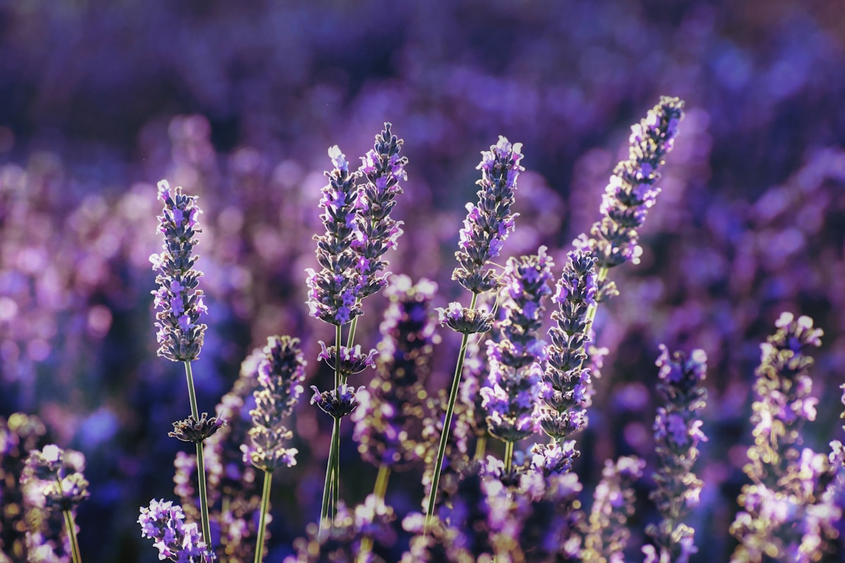 purple flower in tilt shift lens related to Using Lavender Oil for Bed Bugs: A Natural Solution to Eliminate Pests