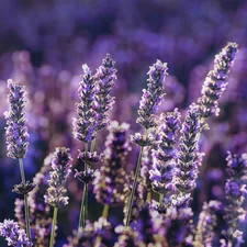 purple flower in tilt shift lens related to Using Lavender Oil for Bed Bugs: A Natural Solution to Eliminate Pests