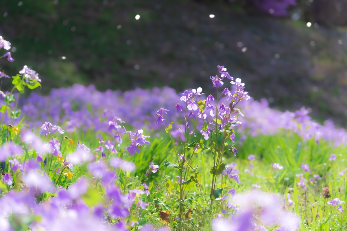 Purple flowers. (Orychophragmus violaceus) related to Elevate Your Gardening: The Benefits and Design of Raised Beds