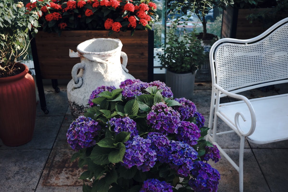 Purple hydrangeas bloom beside a white chair on a patio. related to Transform Your Patio with an Outdoor Bed