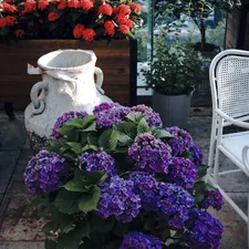 Purple hydrangeas bloom beside a white chair on a patio. related to Transform Your Patio with an Outdoor Bed
