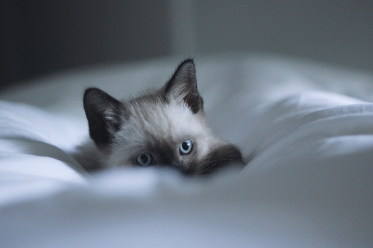 Ragdoll kitten on bed. related to Why Cats Pee on the Bed: A Comprehensive Guide