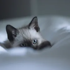 Ragdoll kitten on bed. related to Why Cats Pee on the Bed: A Comprehensive Guide