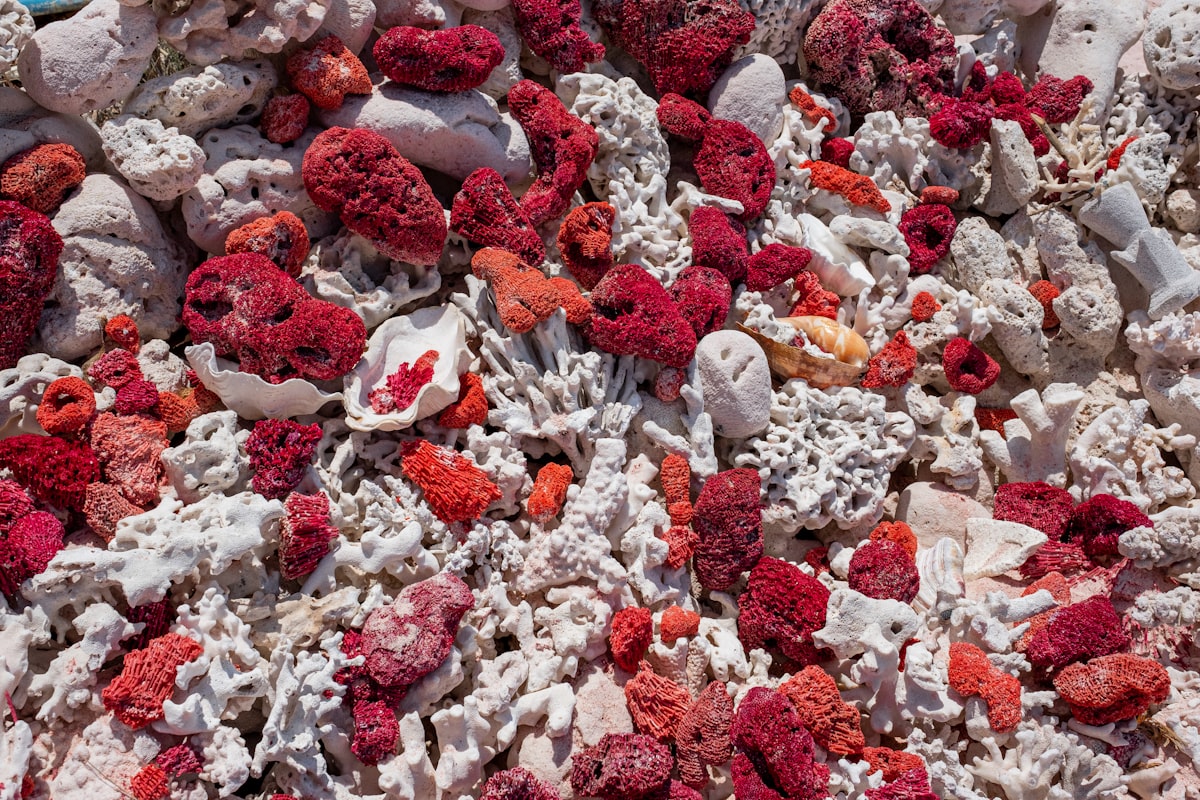 red and white heart shaped candies related to Transform Your Bedroom with Stunning Coral and Aqua Bedding