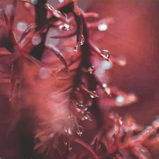 red plant related to Burgundy Waterfall Valance Ideas