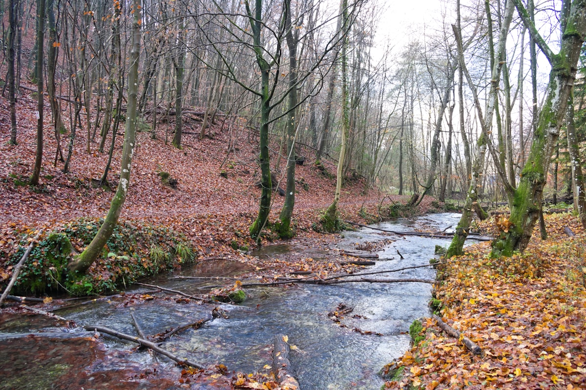 Reflections of Fall Along a Forest River. Calm Waters in a Silent Autumn Forest. The River Carries the Colors of Fall. related to Embrace the Outdoors: Create Your Private Oasis with a Luxurious Outdoor Canopy Bed