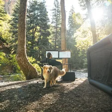 Remote working with Good Boy Billie. Camping lifestyle. related to Enhance Your Outdoor Experience