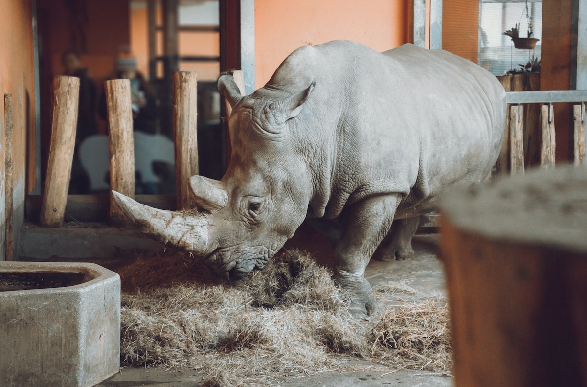 Rhino in the aviary related to Uncovering the True Cost of Rhino Bed Liner: A Comprehensive Guide