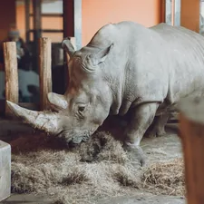 Rhino in the aviary related to Uncovering the True Cost of Rhino Bed Liner: A Comprehensive Guide