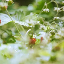 Ripe wild strawberries hidden among green leaves and stems in a garden patch. related to Discover the Cozy Charm of Berry Patch Bed and Breakfast