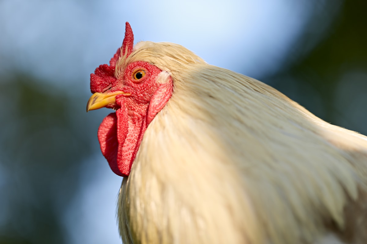 rooster, chicken, bird, white, red, comb, wattle, beak, feather, eye, animal, majestic, close-up, profile, outdoor, farm, rural, detailed, agriculture, natural related to Blue Rooster Chiminea Reviews: A Comprehensive Guide