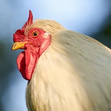 rooster, chicken, bird, white, red, comb, wattle, beak, feather, eye, animal, majestic, close-up, profile, outdoor, farm, rural, detailed, agriculture, natural related to Blue Rooster Chiminea Reviews: A Comprehensive Guide
