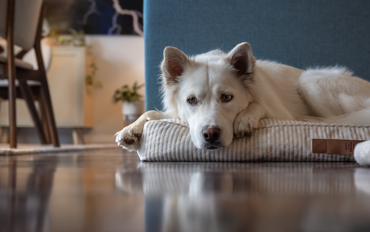 Sad Dog alone in a house related to Pamper Your Pet with the Best Washable Dog Bed Options