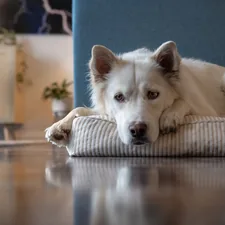 Sad Dog alone in a house related to Pamper Your Pet with the Best Washable Dog Bed Options