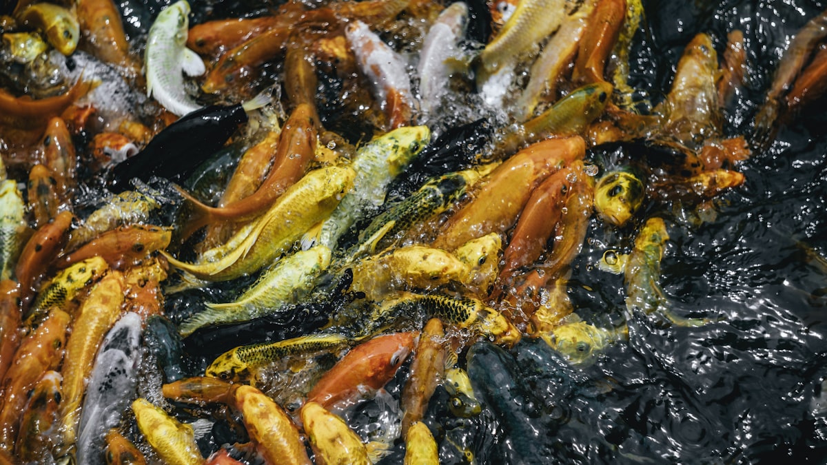 school of fish related to The Flavorful Legacy of Bed-Stuy's Fish Fry: Halsey Street Edition