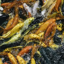 school of fish related to The Flavorful Legacy of Bed-Stuy's Fish Fry: Halsey Street Edition