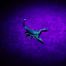 Scorpion in devense position. Illuminated by UV-light. 
(not sure which specie it is) related to Protect Your Sleep Sanctuary with a Scorpions Bed Liner