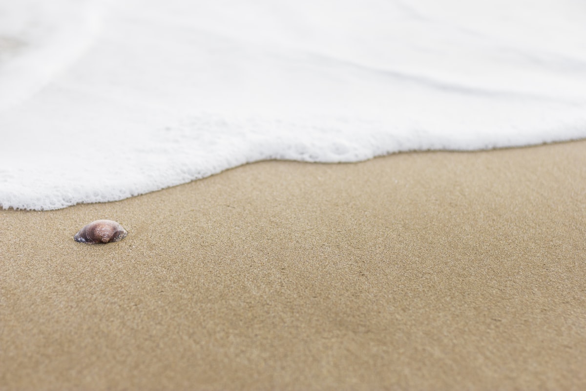 Sea shore related to Transform Your Bedroom with Sea Shell Bedding: A Coastal Dream