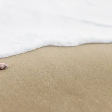 Sea shore related to Transform Your Bedroom with Sea Shell Bedding: A Coastal Dream
