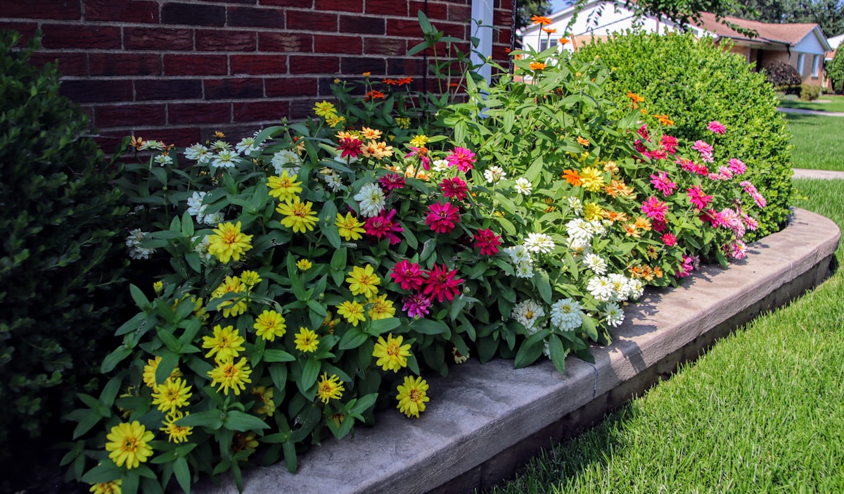 Several annual flower blends blooming in a front yard. related to Creating a Cinder Block Garden Bed
