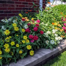 Several annual flower blends blooming in a front yard. related to Creating a Cinder Block Garden Bed