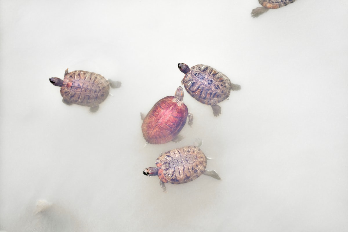 Several turtles swim around in white water. related to Nurturing Nature's Treasures: Choosing the Best Turtle Baby Bedding
