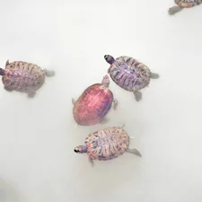 Several turtles swim around in white water. related to Nurturing Nature's Treasures: Choosing the Best Turtle Baby Bedding