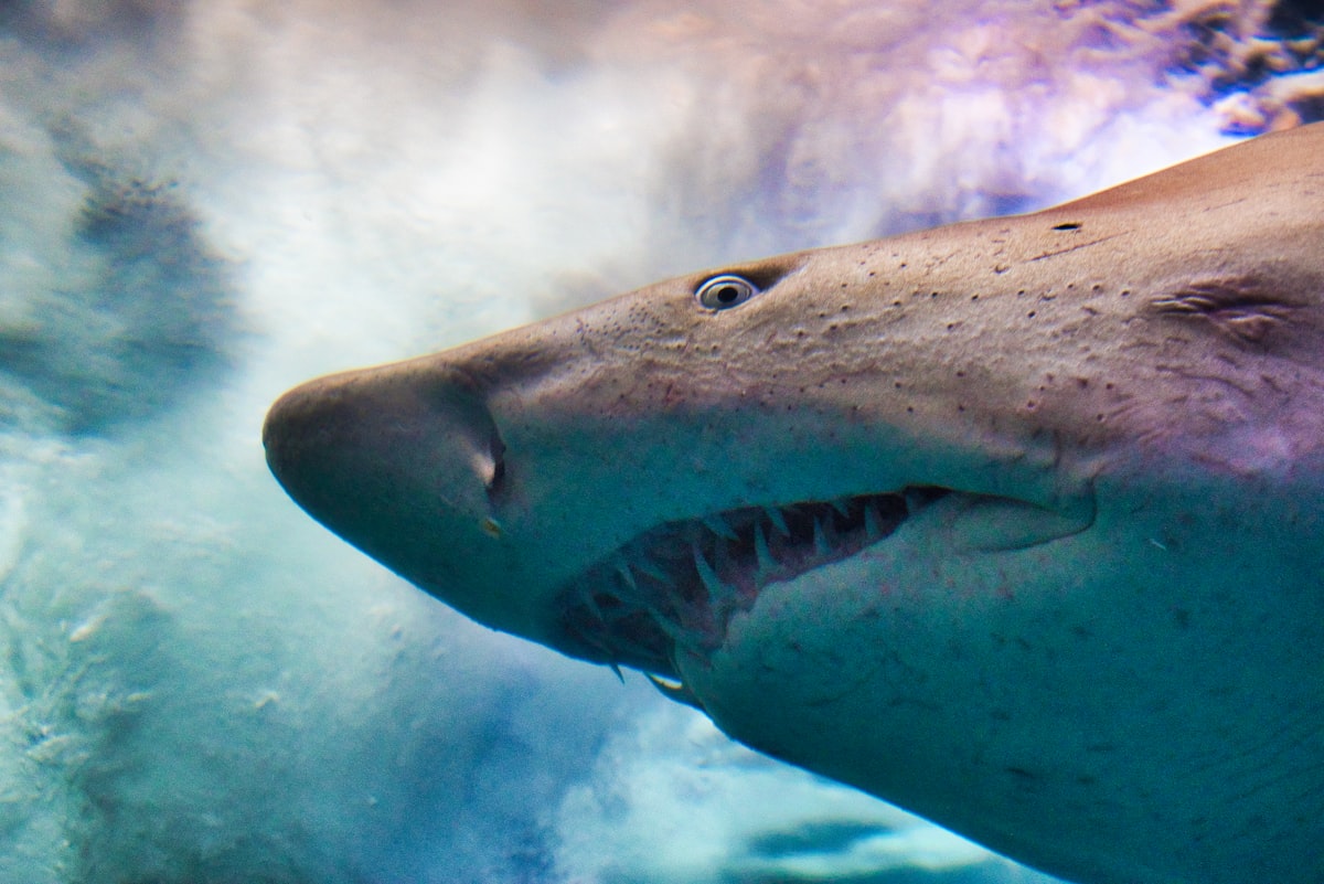 Shark, Grand Aquarium Saint Malo related to Choosing the Perfect Shark Crib Bedding for Your Little Ocean Explorer