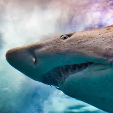 Shark, Grand Aquarium Saint Malo related to Choosing the Perfect Shark Crib Bedding for Your Little Ocean Explorer