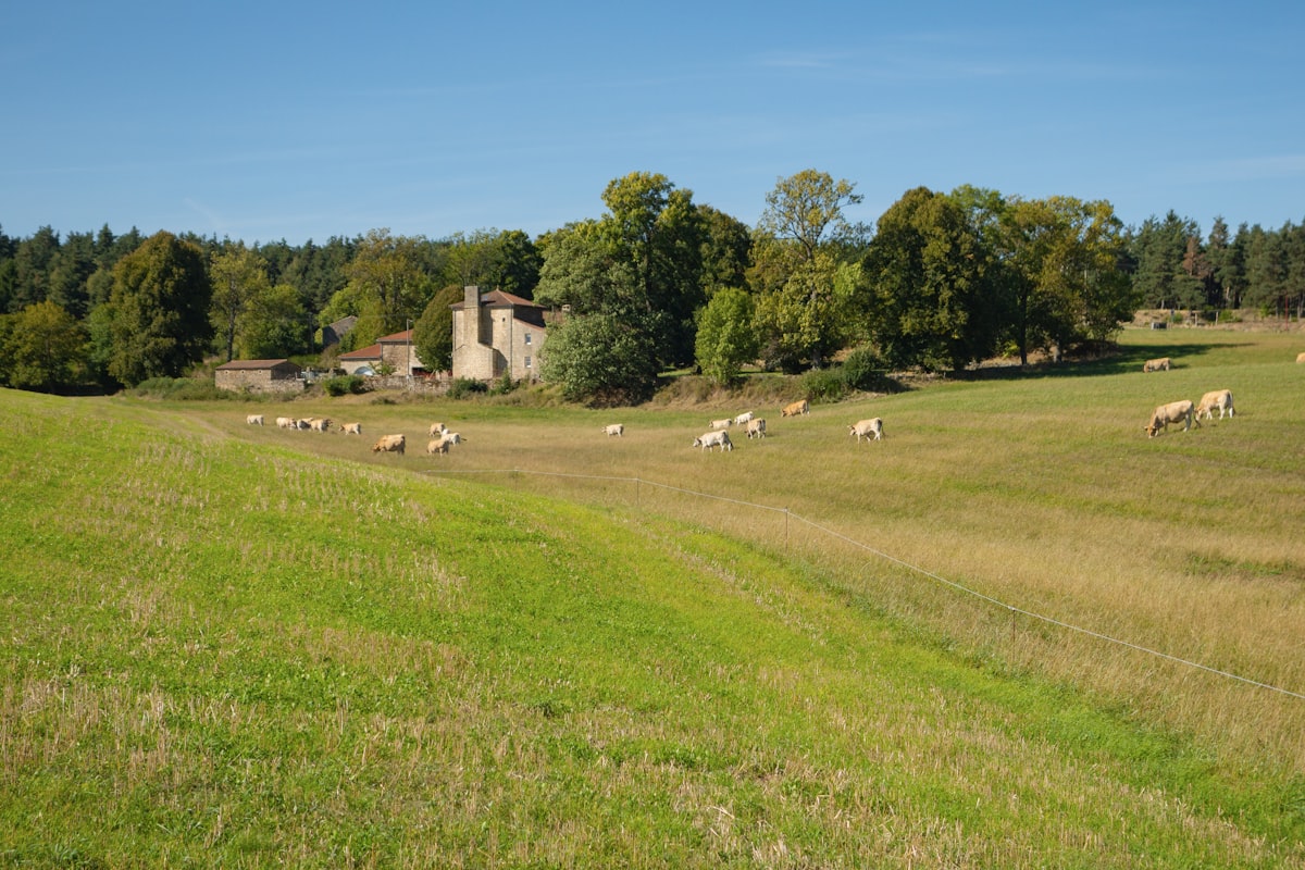 Sheep grazing in a grassy field near a stone building. related to Elegant Charm of French Country Toile Bedding