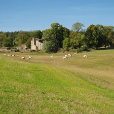 Sheep grazing in a grassy field near a stone building. related to Elegant Charm of French Country Toile Bedding