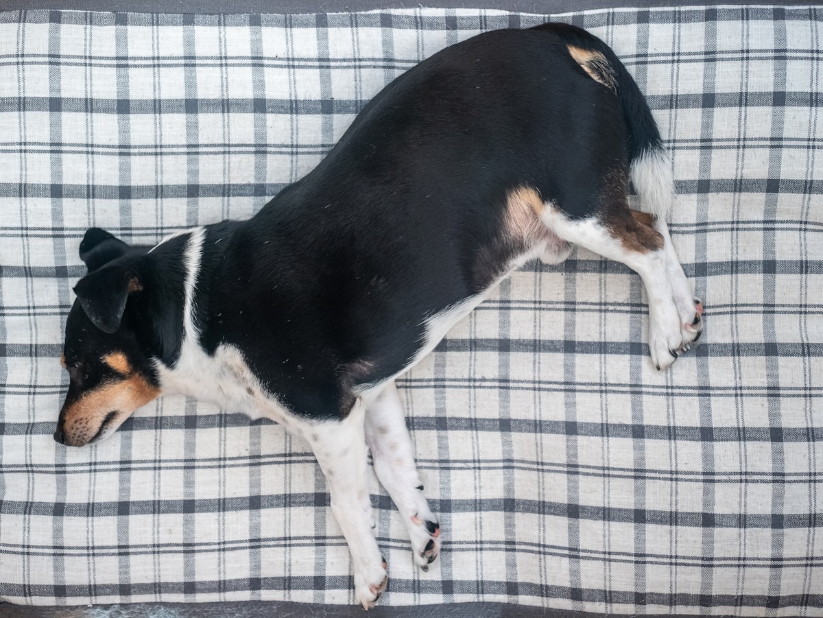 short-coated black and white dog lying in bed related to Dog Proof Coverlet: The Ultimate Guide