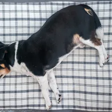 short-coated black and white dog lying in bed related to Dog Proof Coverlet: The Ultimate Guide