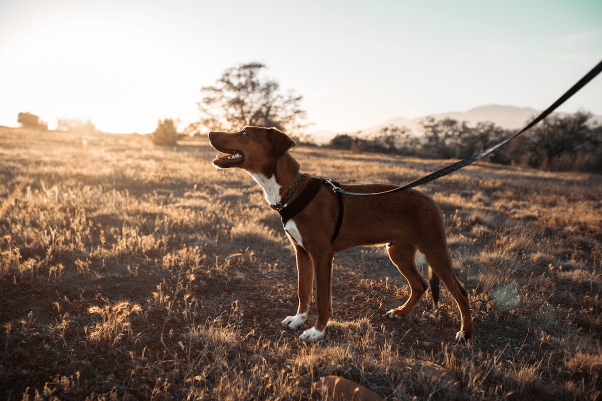 short-coated brown and white dog on black dog leash related to Unleash Your Dog's Inner Den Animal with the Ultimate Dog Cave Bed