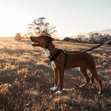 short-coated brown and white dog on black dog leash related to Unleash Your Dog's Inner Den Animal with the Ultimate Dog Cave Bed