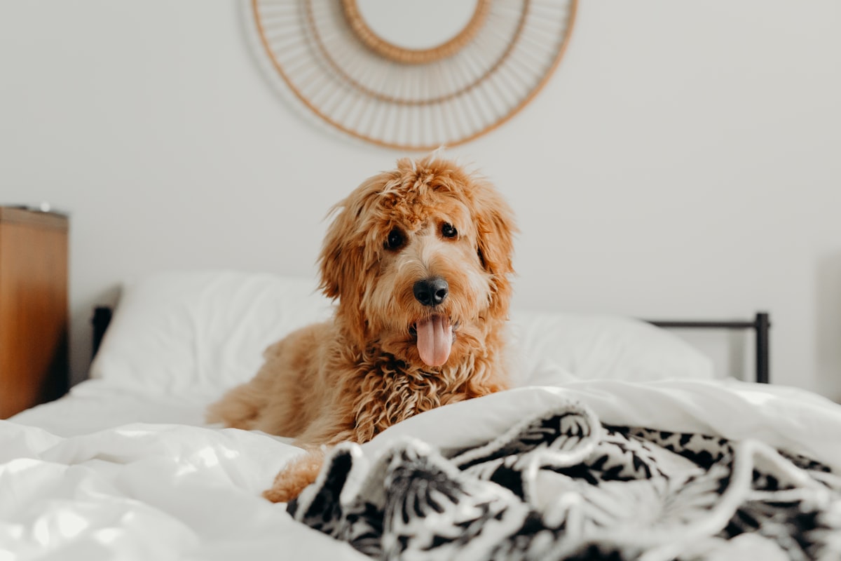 short-coated brown dog on bed related to Snuggle Up: The Ultimate Guide to the Best Dog Beds