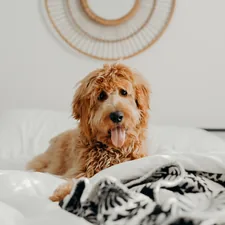 short-coated brown dog on bed related to Snuggle Up: The Ultimate Guide to the Best Dog Beds