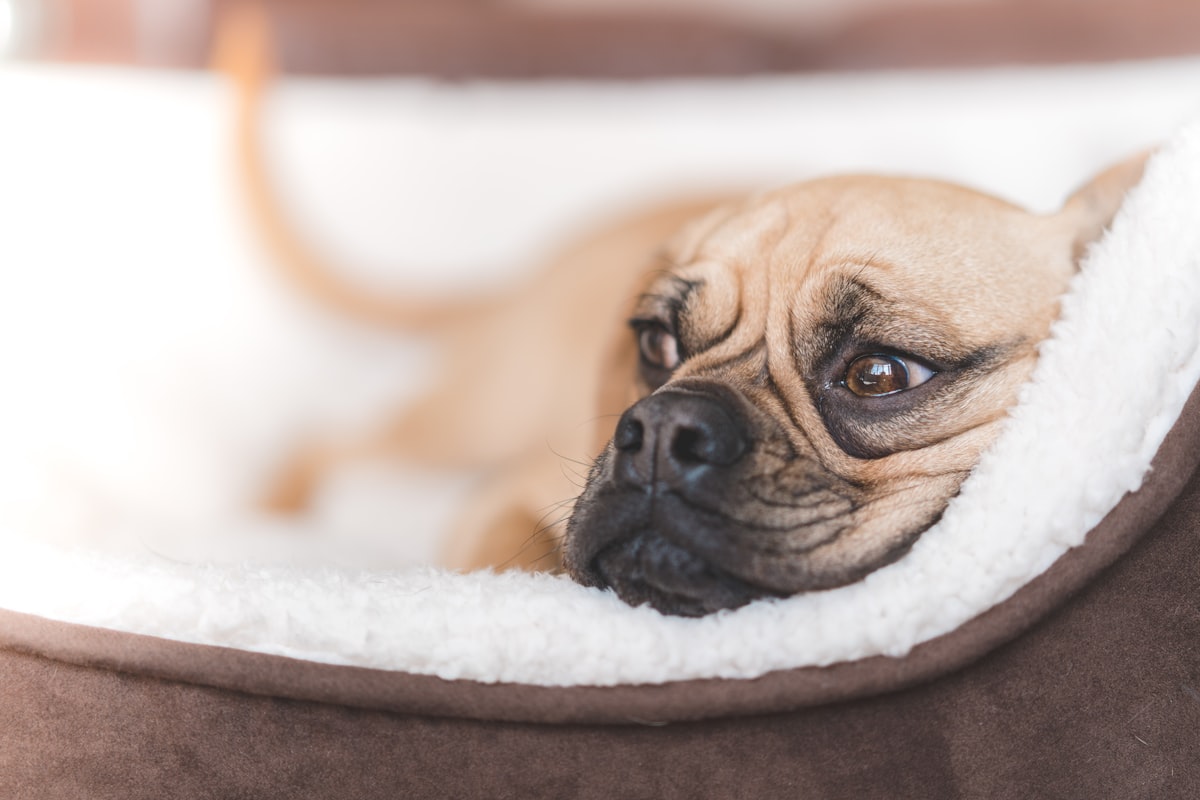 short-coated fawn dog lying on brown pet bed related to Pamper Your Pet with the Best Washable Dog Bed Options