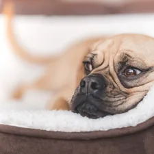 short-coated fawn dog lying on brown pet bed related to Pamper Your Pet with the Best Washable Dog Bed Options
