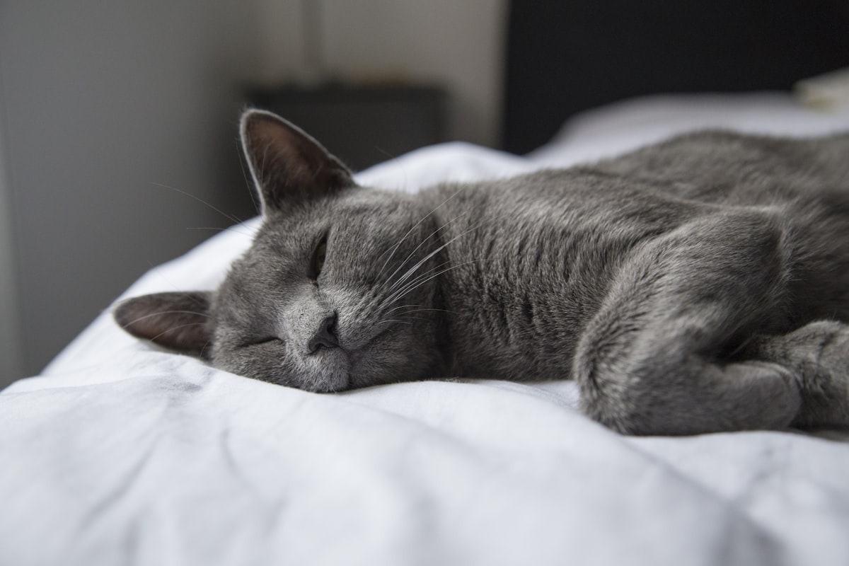 silver tabby cat lying on white textile related to Why Cats Pee on the Bed: A Comprehensive Guide