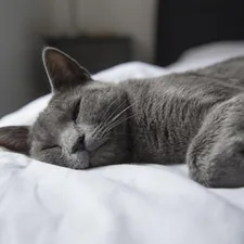 silver tabby cat lying on white textile related to Why Cats Pee on the Bed: A Comprehensive Guide