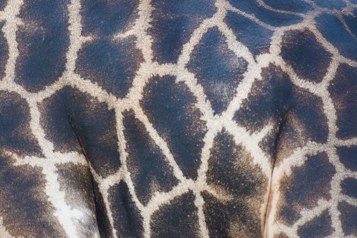Skinny Giraffe related to Stylish Bedroom Ideas Inspired by Animal Prints