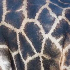 Skinny Giraffe related to Stylish Bedroom Ideas Inspired by Animal Prints