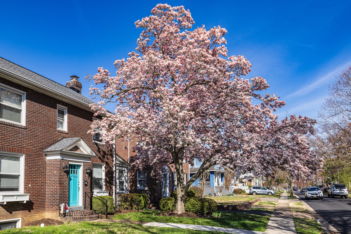 Spring 2026 in Arlington, VA has begun. Here are some early trees begining to blossom. related to Experience the Elegance of Magnolia House Bed and Breakfast