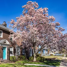 Spring 2026 in Arlington, VA has begun. Here are some early trees begining to blossom. related to Experience the Elegance of Magnolia House Bed and Breakfast