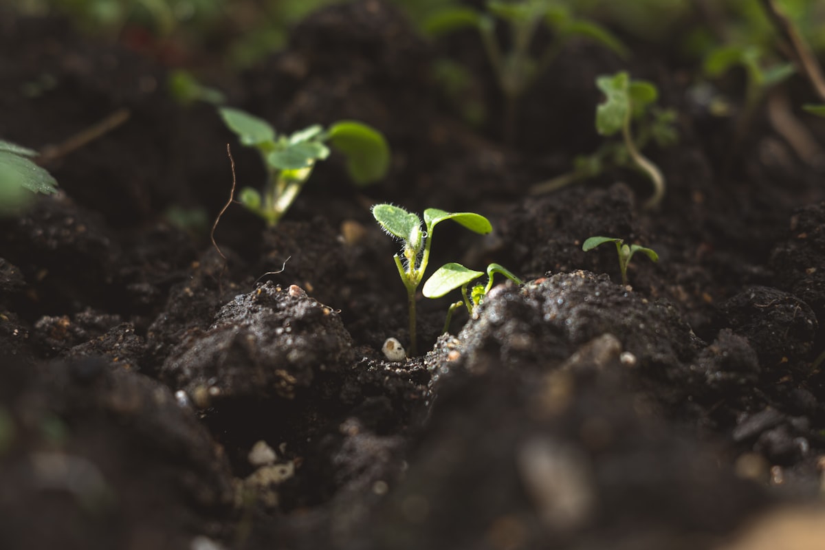 spring survivors related to Master Your Garden's Growth: The Ultimate Raised Bed Soil Calculator Guide