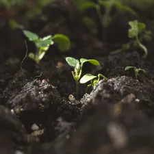 spring survivors related to Master Your Garden's Growth: The Ultimate Raised Bed Soil Calculator Guide