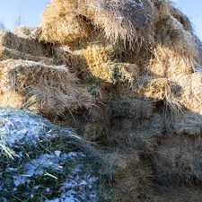 Stack of grass hay bales for a cattle related to Discover the Best Bale Beds for Sale: Your Ultimate Guide