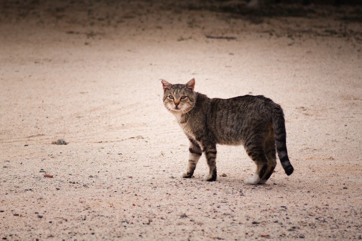Stray Cat, California City, CA, USA. related to Why Your Cat Keeps Peeing on Your Bed: Understanding the Reason Behind This Behavior